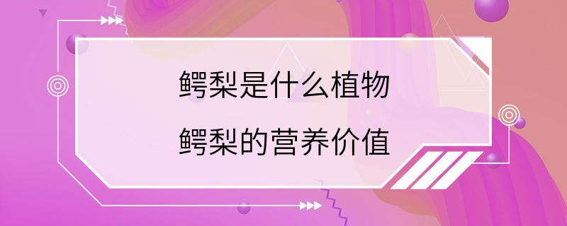 鳄梨是什么植物 鳄梨的营养价值