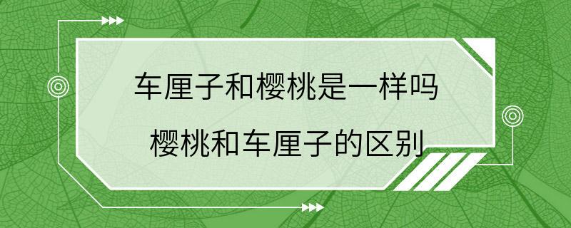 车厘子和樱桃是一样吗 樱桃和车厘子的区别