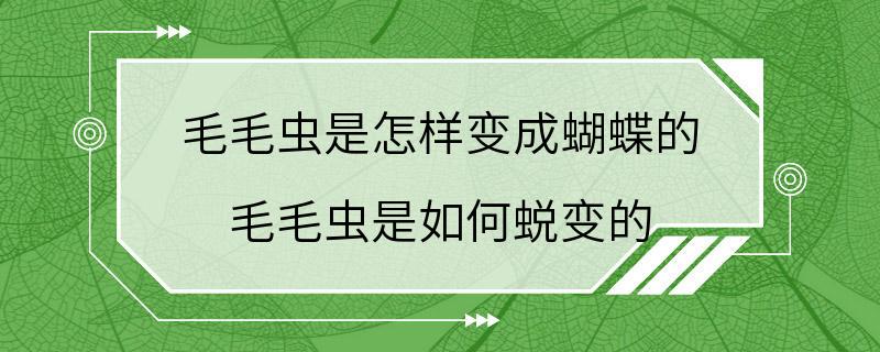 毛毛虫是怎样变成蝴蝶的 毛毛虫是如何蜕变的