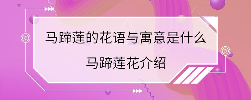 马蹄莲的花语与寓意是什么 马蹄莲花介绍