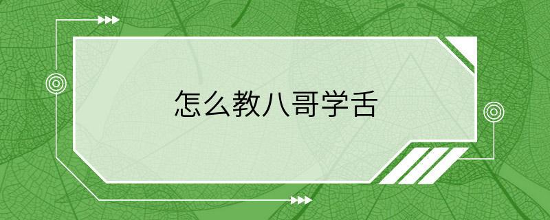 怎么教八哥学舌