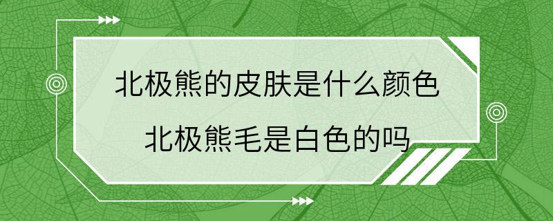 北极熊的皮肤是什么颜色 北极熊毛是白色的吗