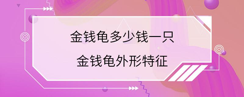 金钱龟多少钱一只 金钱龟外形特征