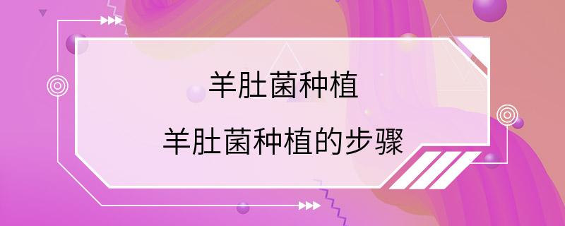 羊肚菌种植 羊肚菌种植的步骤