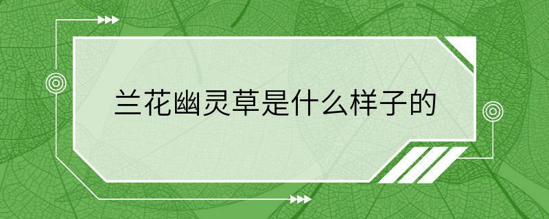 兰花幽灵草是什么样子的