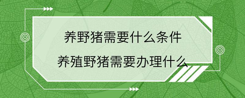 养野猪需要什么条件 养殖野猪需要办理什么