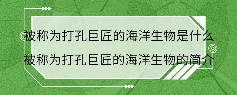 被称为打孔巨匠的海洋生物是什么 被称为打孔巨匠的海洋生物的简介