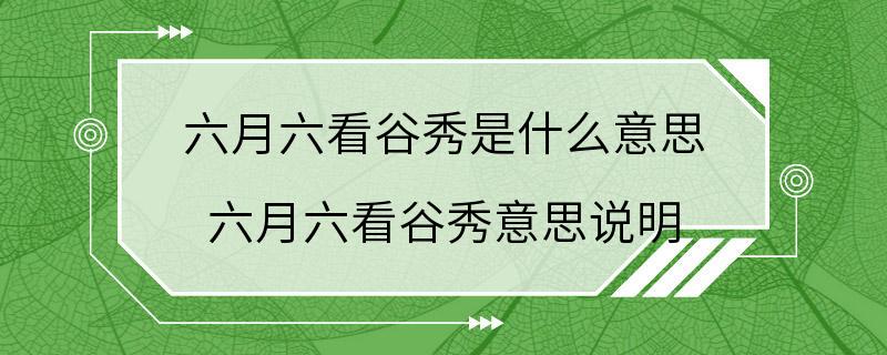 六月六看谷秀是什么意思 六月六看谷秀意思说明