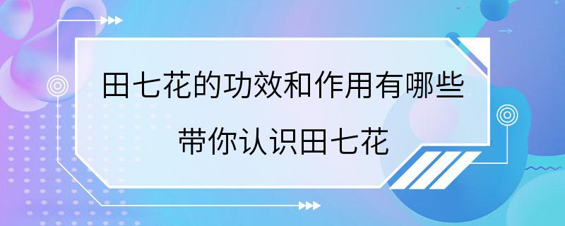 田七花的功效和作用有哪些 带你认识田七花