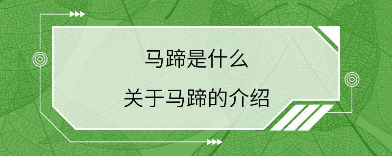 马蹄是什么 关于马蹄的介绍