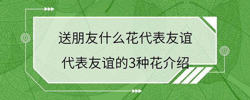 送朋友什么花代表友谊 代表友谊的3种花介绍