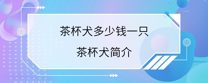 茶杯犬多少钱一只 茶杯犬简介