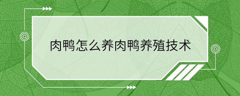 肉鸭怎么养肉鸭养殖技术