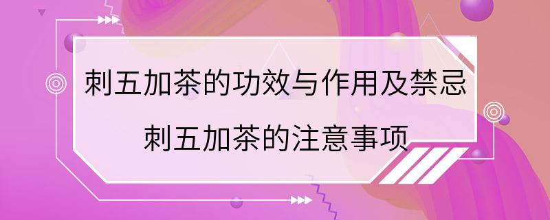 刺五加茶的功效与作用及禁忌 刺五加茶的注意事项