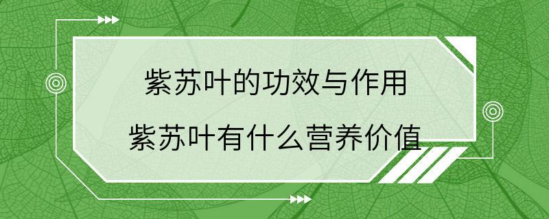 紫苏叶的功效与作用 紫苏叶有什么营养价值