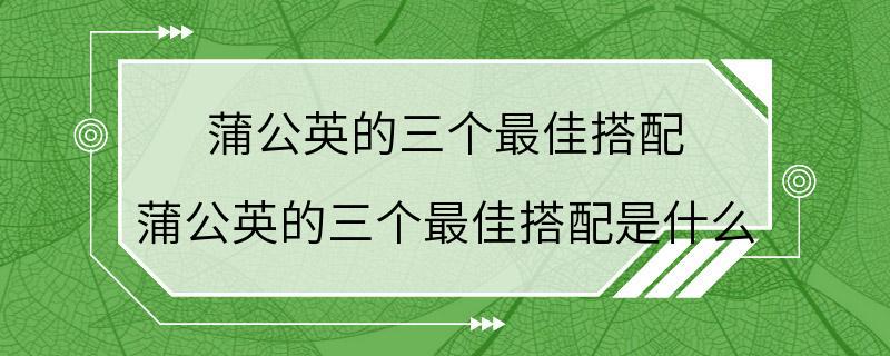 蒲公英的三个最佳搭配 蒲公英的三个最佳搭配是什么