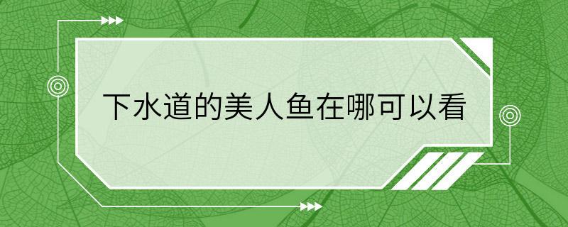 下水道的美人鱼在哪可以看