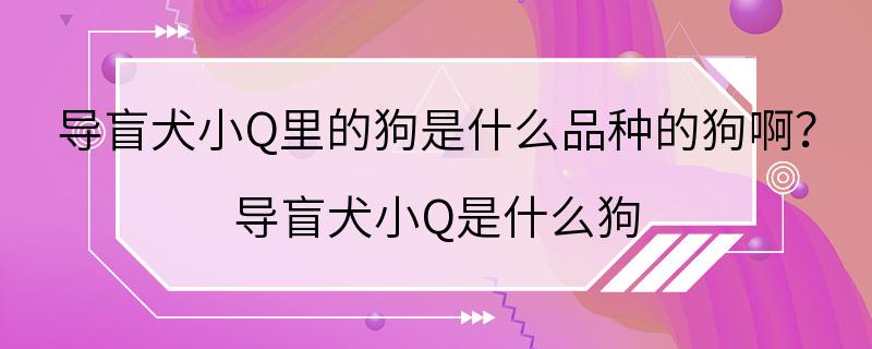 导盲犬小Q里的狗是什么品种的狗啊？ 导盲犬小Q是什么狗