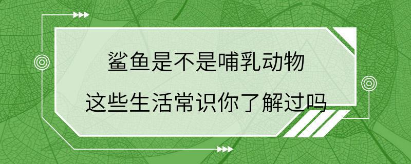 鲨鱼是不是哺乳动物 这些生活常识你了解过吗