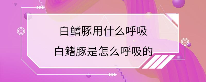 白鳍豚用什么呼吸 白鳍豚是怎么呼吸的