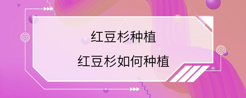 红豆杉种植 红豆杉如何种植