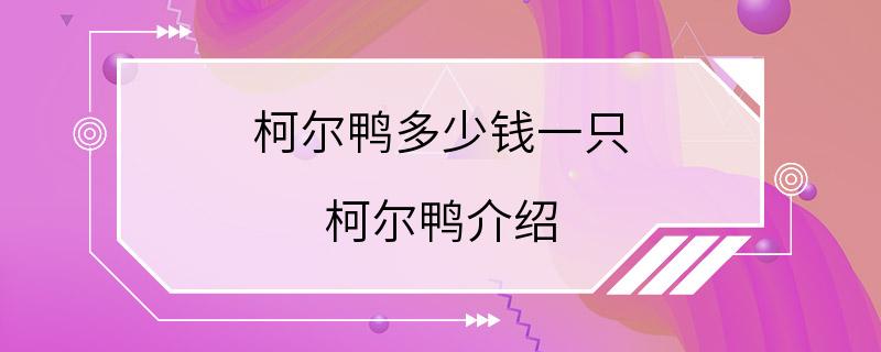 柯尔鸭多少钱一只 柯尔鸭介绍