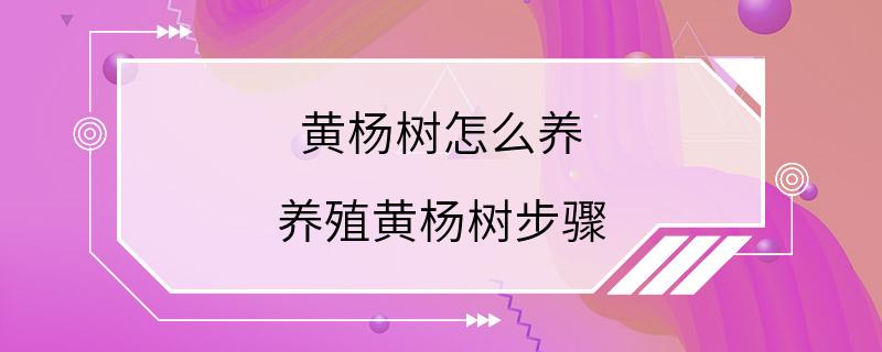 黄杨树怎么养 养殖黄杨树步骤