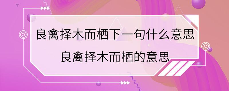 良禽择木而栖下一句什么意思 良禽择木而栖的意思