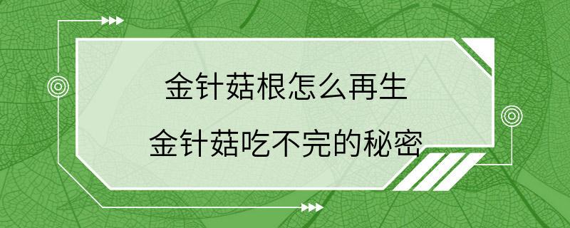 金针菇根怎么再生 金针菇吃不完的秘密