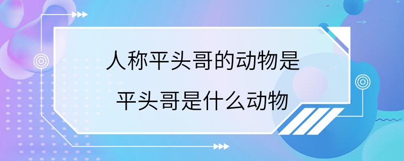 人称平头哥的动物是 平头哥是什么动物