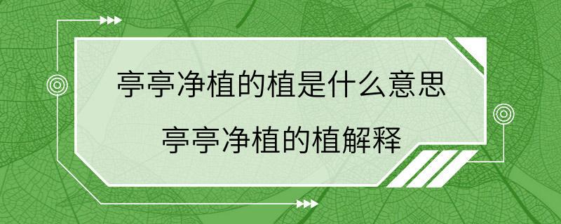 亭亭净植的植是什么意思 亭亭净植的植解释