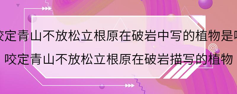 咬定青山不放松立根原在破岩中写的植物是啥 咬定青山不放松立根原在破岩描写的植物