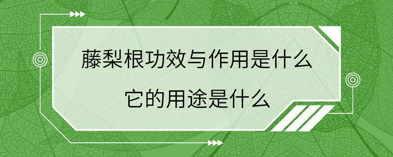 藤梨根功效与作用是什么 它的用途是什么