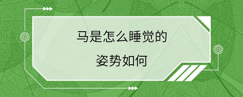 马是怎么睡觉的 姿势如何