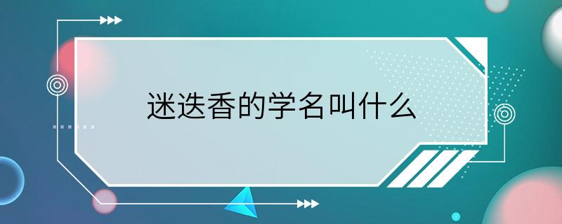 迷迭香的学名叫什么