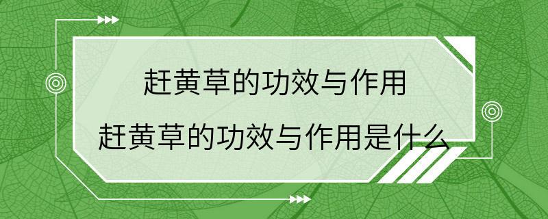 赶黄草的功效与作用 赶黄草的功效与作用是什么