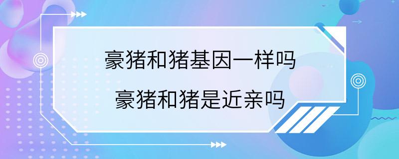 豪猪和猪基因一样吗 豪猪和猪是近亲吗