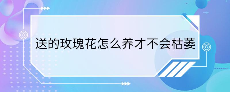 送的玫瑰花怎么养才不会枯萎