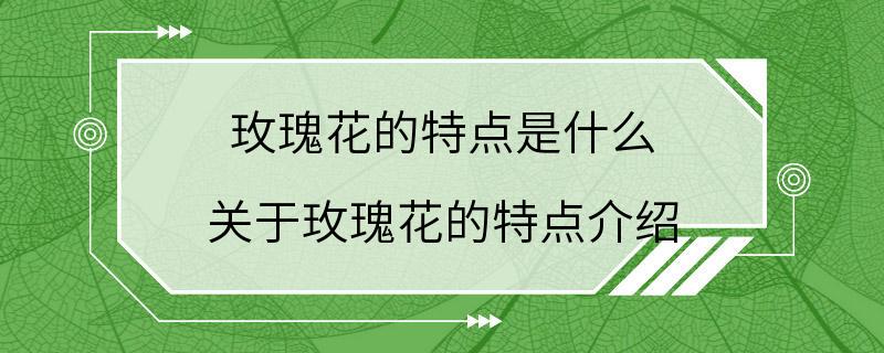 玫瑰花的特点是什么 关于玫瑰花的特点介绍