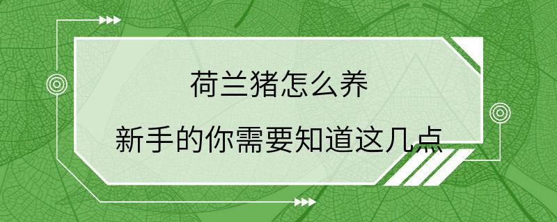 荷兰猪怎么养 新手的你需要知道这几点