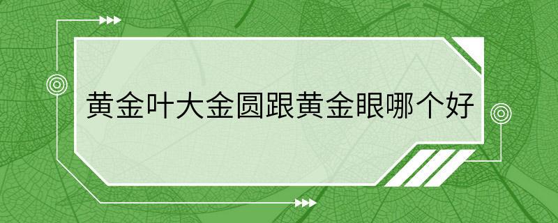 黄金叶大金圆跟黄金眼哪个好