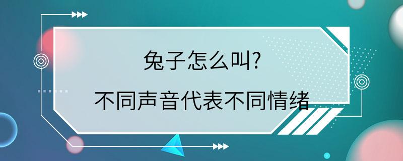 兔子怎么叫? 不同声音代表不同情绪