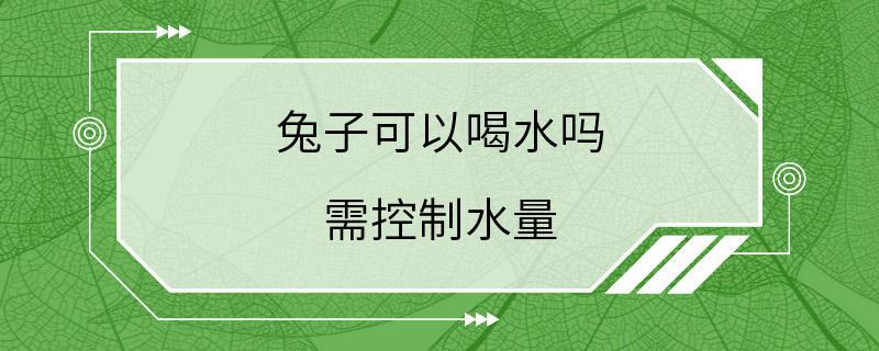 兔子可以喝水吗 需控制水量