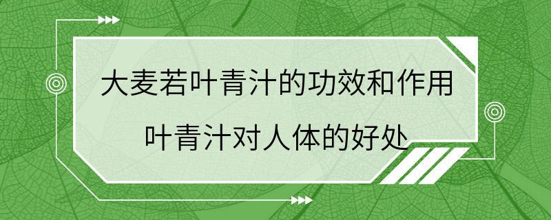 大麦若叶青汁的功效和作用 叶青汁对人体的好处