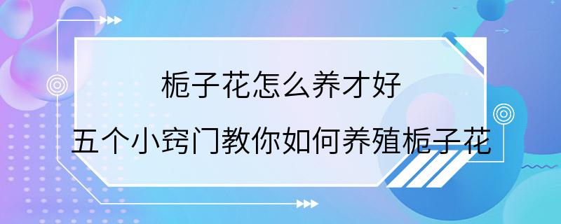 栀子花怎么养才好 五个小窍门教你如何养殖栀子花