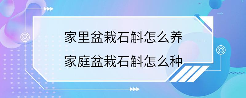 家里盆栽石斛怎么养 家庭盆栽石斛怎么种