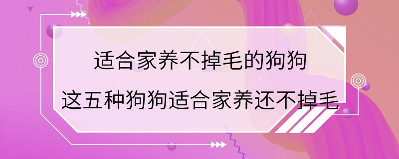 适合家养不掉毛的狗狗 这五种狗狗适合家养还不掉毛