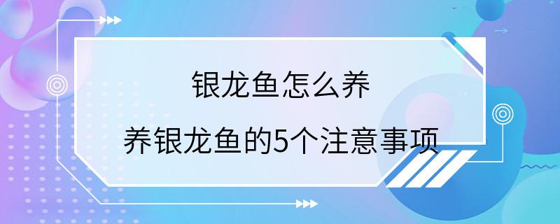 银龙鱼怎么养 养银龙鱼的5个注意事项