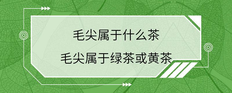 毛尖属于什么茶 毛尖属于绿茶或黄茶