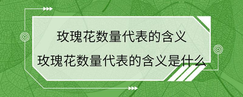 玫瑰花数量代表的含义 玫瑰花数量代表的含义是什么